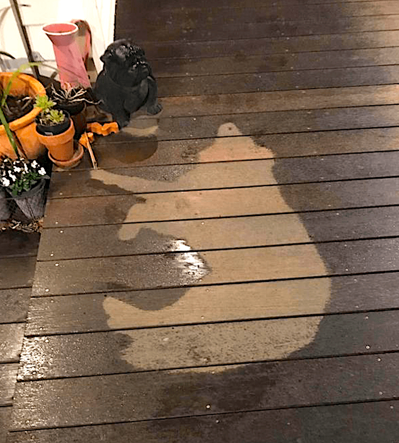 dog outline from rain