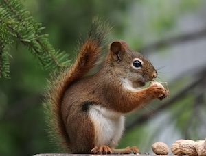 squirrel