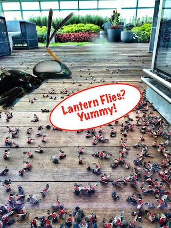 Lantern flies