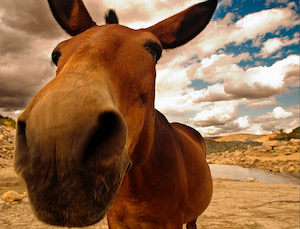 Donkey close-up
