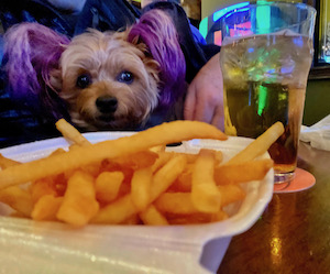 Puppy with french fries