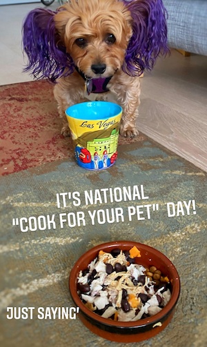 dog and dog food bowl