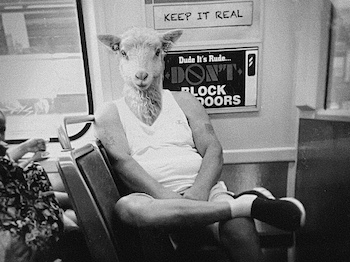 Sheep man on bus
