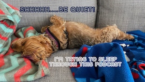 sleeping dog on couch