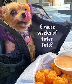 Puppy macy Jane loves her tater tots