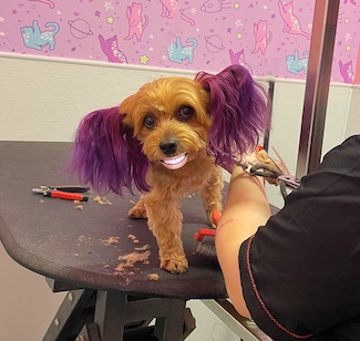 puppy getting groomed and wearing a smile