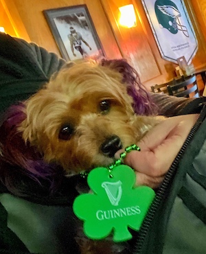 Happy St Patty's Day dog