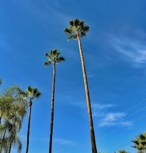Palm trees in Southern California