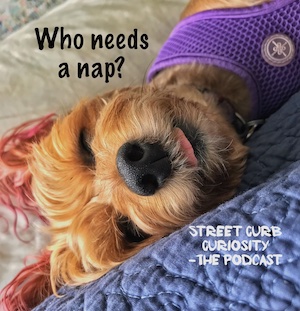 puppy loves to sleep and we did a podcast about sleep