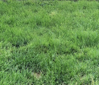 green grass that needs to be cut