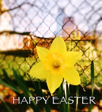 Easter Flower in Philadelphia