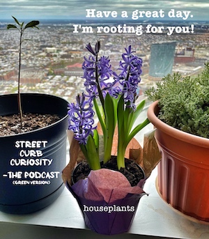 Street Curb curiosity Podcast on house plants