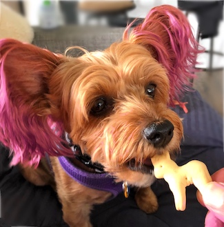 photo of puppy macy Jane eating a cookie for national animal cracker day