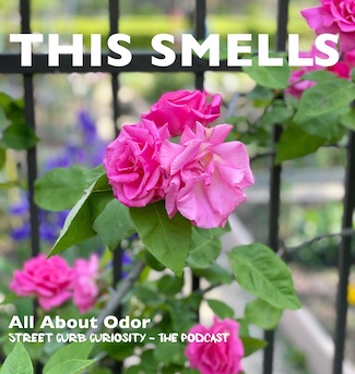 Rose bush with text for podcast promo about odor