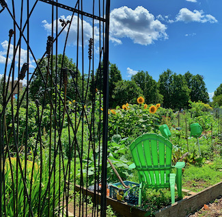 a flower garden on a sunny summer day