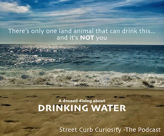 Beach view of the ocean with question about what animal can drink seawater in podcast