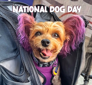 photo of the world's most spoiled Yorkie: Macy Jane