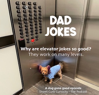 photo of dog on elevator with pun about elevator rides to promote a podcast from Street Curb Curiosity