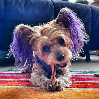 puppy chewing on a teeth-cleaniong dog treat