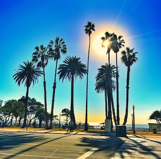 sunshine at a beach with palm trees
