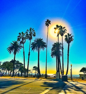 sunny beach day with palm trees