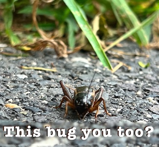 cricket on road about words