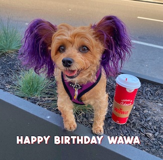 puppy macy jane and her coffee celebrating the company WAWA birthday from 1890.