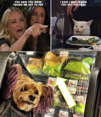 famous cat meme highlighting communication and peas