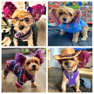 Puppy Macy Jane showing some fashion for national Dress Your Pet Day (January 14)