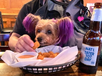 Puppy Macy Jane enjoying a tater tot at her favorite local bar for national tater tot day, which is also ground hogs day