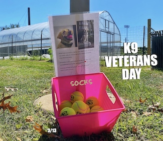 a tennis ball memorial for a fallen K9 Police dog by the name of socks, in Philadelphia. 