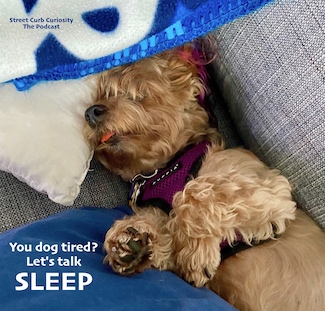 a puppy sleeping to highlight a podcast about the need for sleep from Street Curb Curiosity