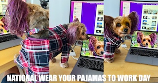 Puppy Macy Jane wearing jammies for national wear your pajamas to work day on April 16 for the daily blog Care More Today.