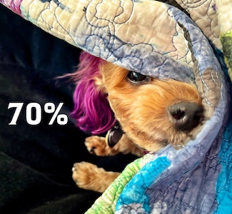 image of puppy peeping out from under blanket for the data that 70% of all dogs in the USA are stray to help promote the podcast from Street Curb Curiosity.
