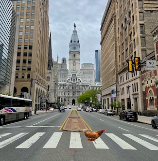 downtown philadelphia with a chicken crossing the street for the daily motivational blog from www.caremoretoday.com