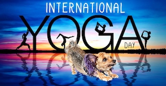 a small yorkie dog stretching in a downward dog to celebrate international yoga day in June.