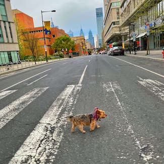 a small dog crossing the street to highlight a journey of leadership, from the daily blog www.caremoretoday.com