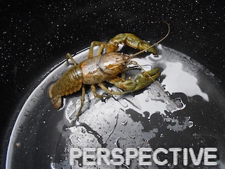 a lobster in a wet bucket, or is it