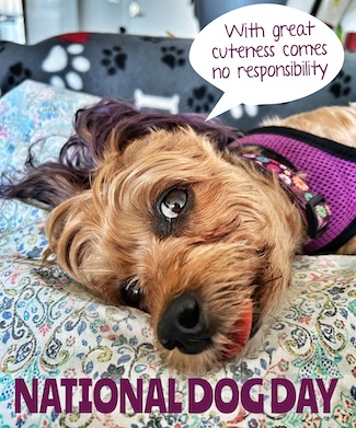 Puppy Macy Jane relaxing on National Dog Day on August 26, for the daily motivational blog from the website www.caremoretoday.com