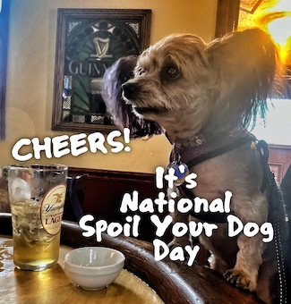 puppy dog macy jane at a bar waiting for a beer for national spoil your dog day