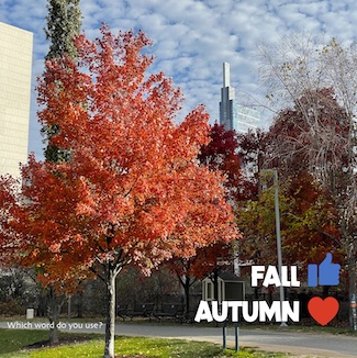 A colorful autumn tree scene in Philadelphia