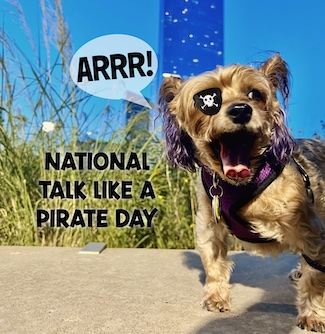 Puppy Macy Jane wearing an eye patch for national talk like a pirate day from the daily thought blog www.caremoretoday.com