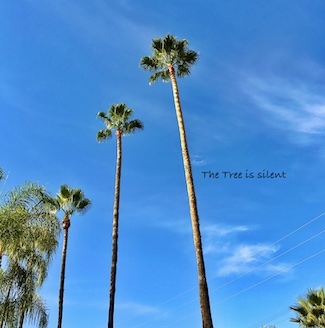 some tall palm trees on a bright sunny day to show the idea of growth from the daily thought blog www.caremoretoday.com