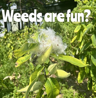 a blooming milkweed plant for a thought of boomer summer fun from the daily thought blog www.caremoretoday.com