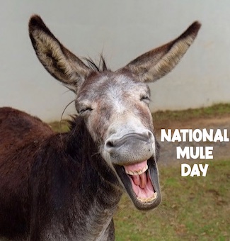 A happy donkey for national mule day, a fun day to tell someone to kiss your ass, from the daily thought blog www.caremoretoday.com