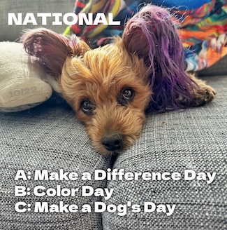 a purple eared puppy laying on a couch for national make a difference day, national color day and national make a dog's day. from the daily thought blog www.caremoretoday.com