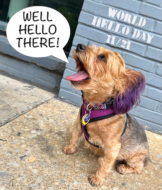 Puppy Macy Jane saying Hello for World Hello Day on November 21 from the daily thought blog www.caremoretoday.com