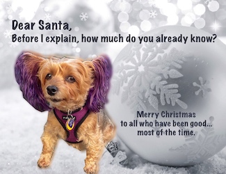 puppy Macy Jane in a white holiday background with a Christmas message about being good.