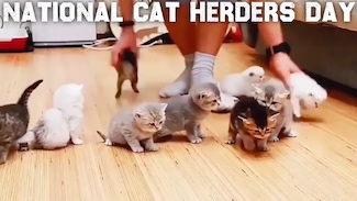 a still image from today's post video about a woman herding cats; posted on national cat herders day on December 15, from the thought blog www.caremoretoday.com