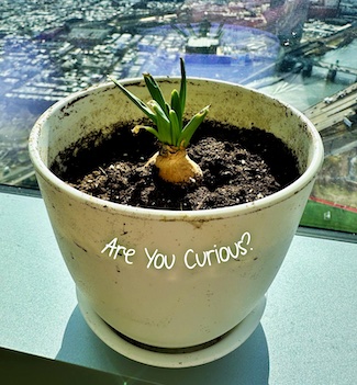 A small plant bulb growing in a white pot on a windowsill in sunshine; wondering what it is? A flower, onion or something else.  Curiosity from the daily thought blog www.caremoretoday.com